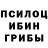 Псилоцибиновые грибы мицелий Sasha Brusnitsyna