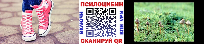 Галлюциногенные грибы Cubensis  купить наркоту  kraken рабочий сайт  Николаевск-на-Амуре 